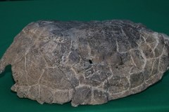 Szczątki żółwia sprzed 215 milionów lat
