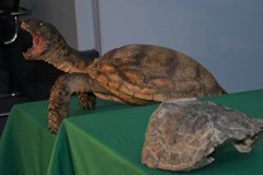 Szczątki żółwia sprzed 215 milionów lat