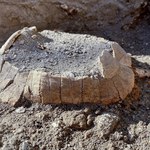 Szczątki żółwicy znalezione w Pompejach. Obok leżało jajo