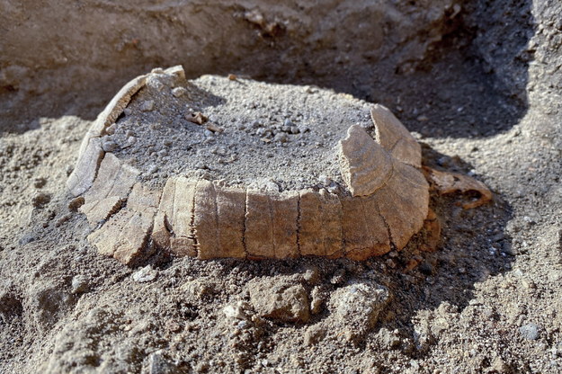 Szczątki żółwicy znalezione w Pompejach /CIRO FUSCO /PAP/EPA