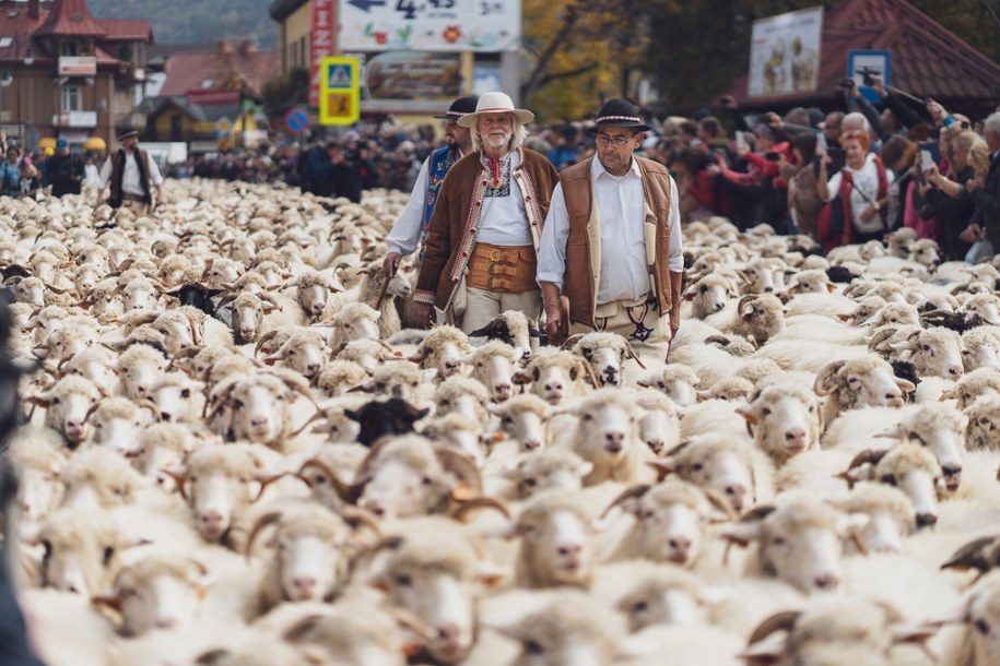 Szczawnica zaprasza na redyk jesienny /Foto: Urząd Miasta i Gminy Szczawnica/Mat. prasowy /