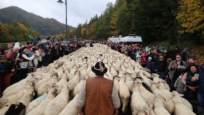 Szczawnica zaprasza na uroczysty redyk. Trzy dni świętowania tradycji