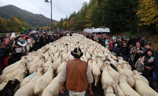 Szczawnica zaprasza na uroczysty redyk. Trzy dni świętowania tradycji