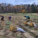 Szczecin będzie mieć nowy las. Powstaje na dawnych polach na Skolwinie