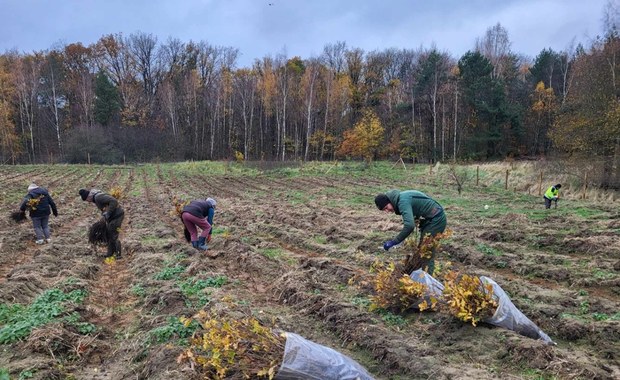 Szczecin będzie mieć nowy las. Powstaje na dawnych polach na Skolwinie