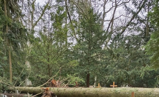 Szczecin: Cmentarz Centralny pozostanie zamknięty. Wiatr połamał prawie 130 drzew