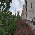 Szczecin dofinansuje zieleń przed budynkami. Trwa nabór wniosków