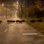 Szczecin: Dziki zaskoczyły rowerzystę [WIDEO]