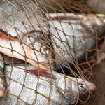 Szczecin: Łowili ryby nielegalnie. Grozi im do 2 lat pozbawienia wolności 