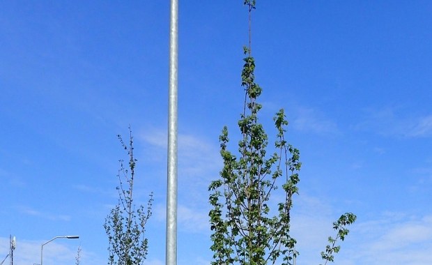 Szczecin: Podpalili drzewo w centrum miasta