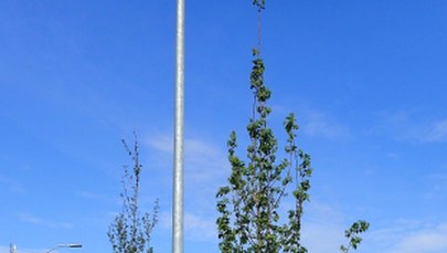 Szczecin: Podpalili drzewo w centrum miasta