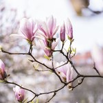 Szczecin: Powstanie mapa miejskich magnolii