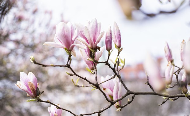 Szczecin: Powstanie mapa miejskich magnolii