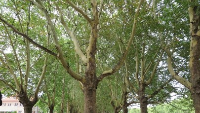 Szczecin: Przybyło platanów okalających Jasne Błonia