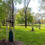 Szczecin sadzi drzewa. Prawie tysiąc do końca maja