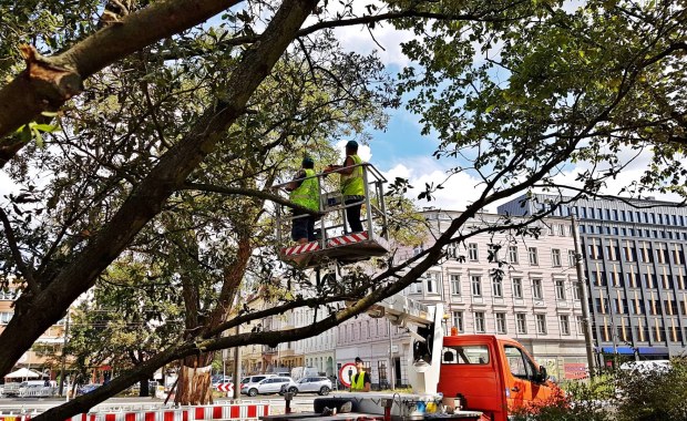 Szczecin: Wiecznie zielone dęby przeszły zabiegi