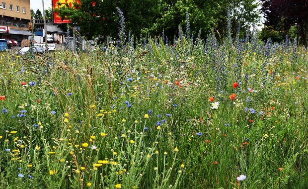 Szczecińskie łąki znów zakwitły