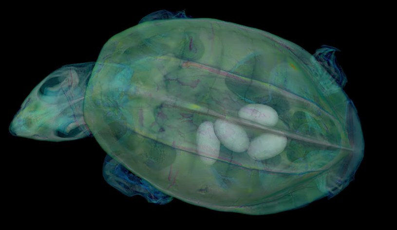 Szczegółowy skan 3D żółwia /Florida Museum/ Scientists CT scanned thousands of natural history specimens, which you can access for free /YouTube