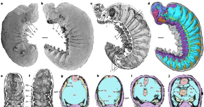 Szczegóły anatomiczne Youti yuanashi. /Smith, M.R. i in., Nature (2024) /materiał zewnętrzny