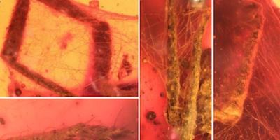 Szczegóły pajeczyny oplatającej kleszcza / University of Kansas /Materiały prasowe