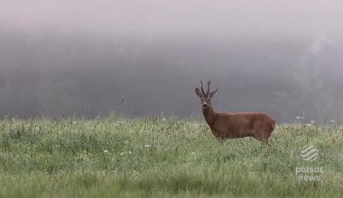 Szczeka, ale to nie pies. Sarny wydają zaskakujące dźwięki