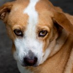 Szczekanie psa w bloku. Czy będzie granica hałasu i nowe prawo? 