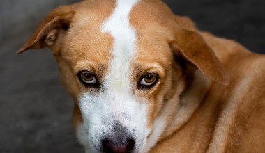 Szczekanie psa w bloku. Czy będzie granica hałasu i nowe prawo? 