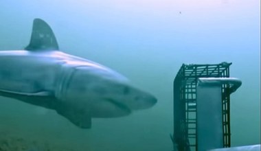 "Szczęki" jednak się nie myliły. Żarłacz biały widziany blisko Nowego Jorku