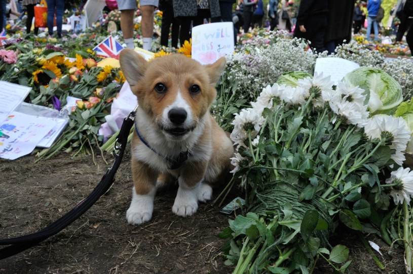 Szczeniak Corgi wśród kwiatów złożonych w hołdzie królowej Elżbiecie w Green Park, 18 września /Laura Lezza / Contributor /Getty Images