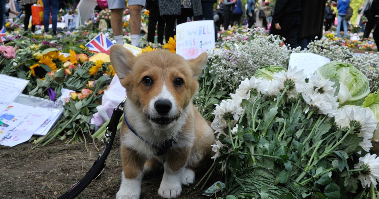 Szczeniak Corgi wśród kwiatów złożonych w hołdzie królowej Elżbiecie w Green Park, 18 września /Laura Lezza / Contributor /Getty Images