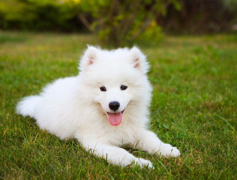 Szczeniaki może i są niewielkie, ale Samoyedy szybko rosną. To nie jest malutki pies! /123RF/PICSEL