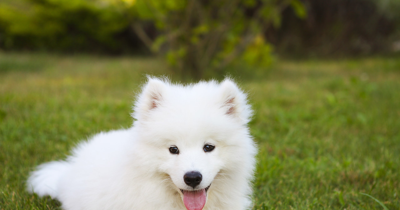 Szczeniaki może i są niewielkie, ale Samoyedy szybko rosną. To nie jest malutki pies! /123RF/PICSEL