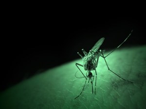 "Szczepionka" dla komarów ochroni ludzi przed poważną chorobą