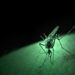 "Szczepionka" dla komarów ochroni ludzi przed poważną chorobą