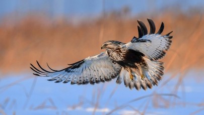 Szczęśliwe zakończenie poszukiwań myszołowa Fernandeza