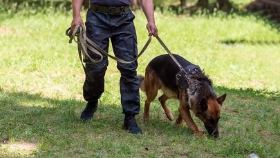 Szczęśliwy finał poszukiwań dwojga seniorów. W akcji policyjny dron i pies 