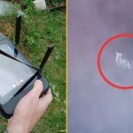 Szczęśliwy finał poszukiwań kangura. Strażacy odnaleźli zwierzaka