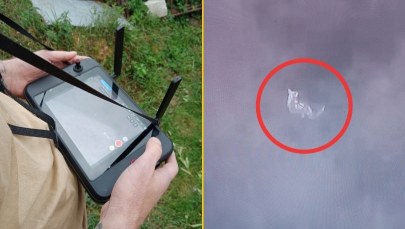 Szczęśliwy finał poszukiwań kangura. Strażacy odnaleźli zwierzaka