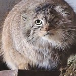 ZOO Szczęśliwy powrót Bożenki do poznańskiego zoo. "Wreszcie oddychamy"