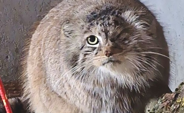 Szczęśliwy powrót Bożenki do poznańskiego zoo. "Wreszcie oddychamy"