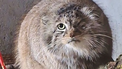 Szczęśliwy powrót Bożenki do poznańskiego zoo. "Wreszcie oddychamy"