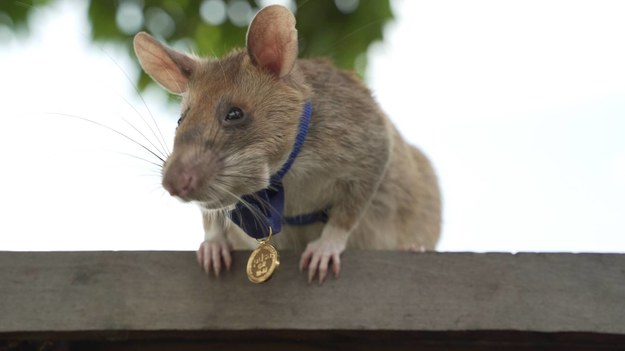 Szczur Magawa z medalem /PAP/Photoshot