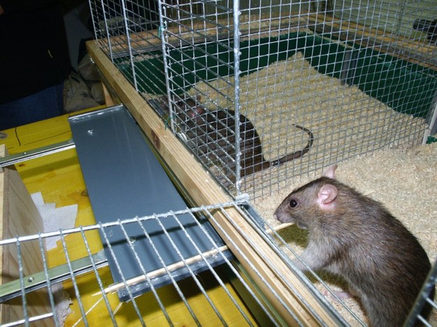 Szczur po prawej przesuwa platformę, by szczur po lewej miał dostęp do przysmaku /Michael Taborsky /Materiały prasowe
