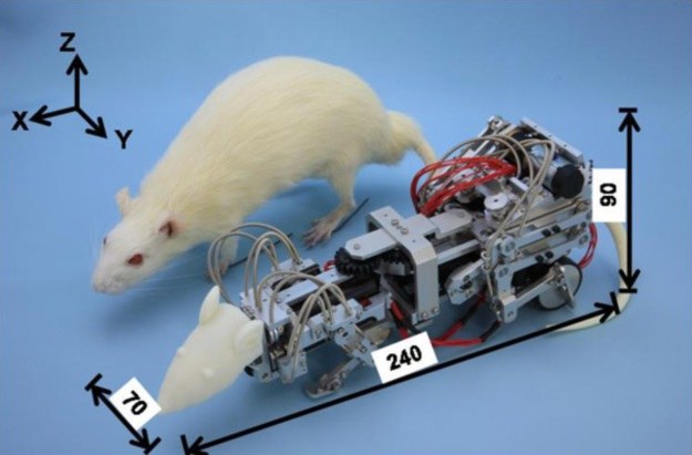 Szczur-robot pomoże pokonać depresję? /materiały prasowe