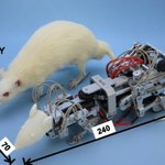 Szczur-robot ułatwi walkę z depresją