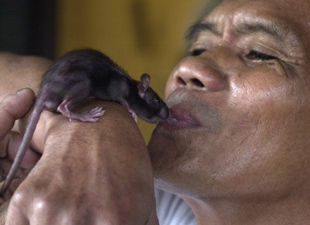 Szczur też człowiek - napić się lubi... /AFP