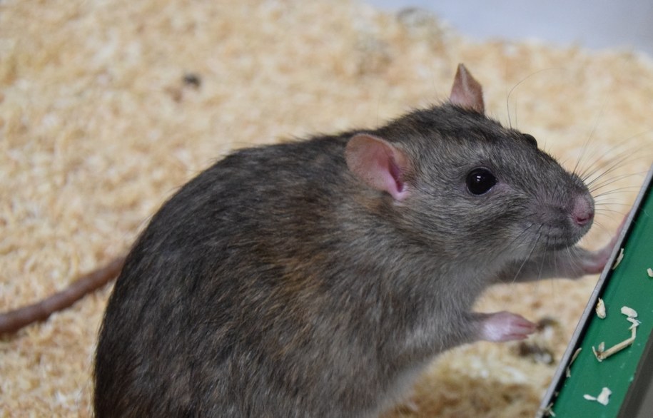 Szczur wędrowny (Rattus norvegicus) jest chętny do wspólpracy /Manon Schweinfurth /Materiały prasowe