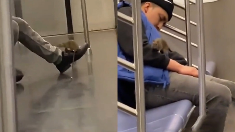 Szczur wspiął się na mężczyznę śpiącego w wagonie metra /SubwayCreatures /TikTok