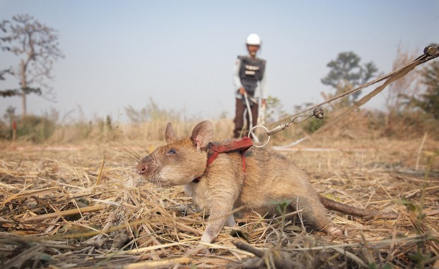 Szczur żywym detektorem min. Dostał medal za odwagę