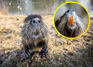 Szczurobobry z pomarańczowymi zębami podbijają Polskę